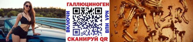 Галлюциногенные грибы Psilocybe  закладки  Ангарск 